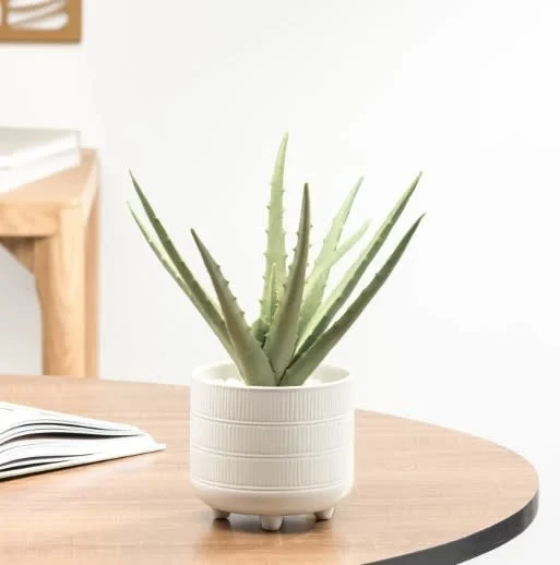 Plante aloès dans pot en céramique - Image 2